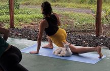 Goat Yoga with Volcano Views