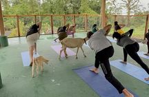Goat Yoga with Volcano Views