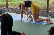Goat Yoga with Volcano Views