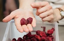 The flavours of Greece Tasting: Spot on the map and discover