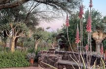 Private Sunset Walking Tour -Sonoran Desert Botanical Gardens 2h 