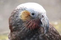 You choose the itinerary Dunedin, Full day, 6hrs