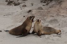 You choose the itinerary Dunedin, Full day, 6hrs