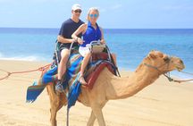 Beach UTV & Camel Ride COMBO in Cabo by Cactus Tours Park