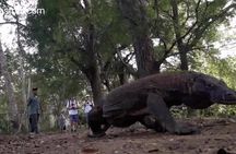 Full Day Tour to Komodo Island By Speed Boat to explore 6 destinations