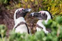 Cape of Good Hope & Penguins Small Group Tour-All Park Fees Incl.