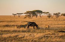 3 Days Serengeti and Ngorongoro joining Camping Safari