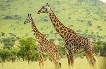 3 Days Serengeti and Ngorongoro joining Camping Safari