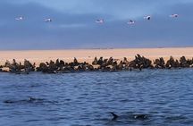 Dolphin & Seal Boat Cruise 