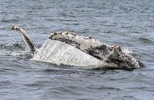 Dolphin & Seal Boat Cruise 
