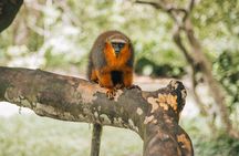Iquitos: Full Day Monkey Island Adventure and More