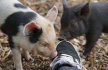 Meet the mini pigs