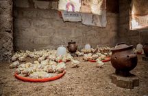 Homestay + Cooking + Animal Care + Fruit Harvesting + Much More