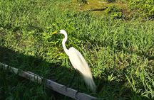 Jungle Walk, Fishing, Lunch and Canoe Trip in the Heart of Amazon