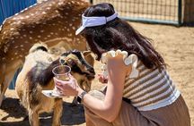 Fredericksburg Safari Tour Without Wine
