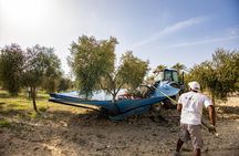 EVOO and wine tasting. Guided Tour of the Olive Tree in Mallorca