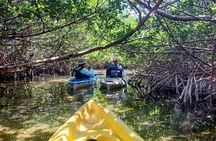 Private Guided Mangrove Eco-Tour Adventure