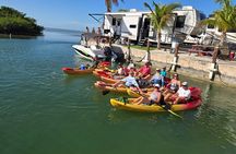 Guided Mangrove Eco Tours Kayak or Paddleboard Adventure