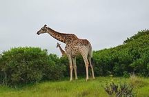 Kragga Kamma Game Park & City tour