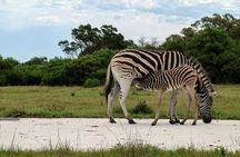 Kragga Kamma Game Park & City tour