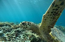 Private Snorkeling Tour of Gili Islands in Air Meno and Trawangan