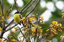 Birdwatching, wildlife and nature in the panama city rainforest