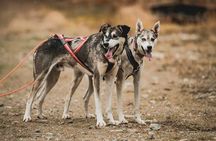 Midnight Sun and Autumn Northern Lights Husky Cart Tour
