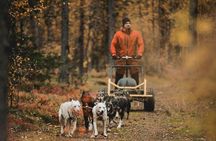 Midnight Sun and Autumn Northern Lights Husky Cart Tour