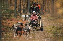 Midnight Sun and Autumn Northern Lights Husky Cart Tour