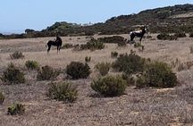 Half day Horse back safari