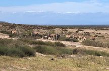 Half day Horse back safari