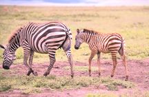 7 Day Ultimate Big Five Wildlife Adventure