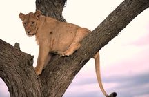 7 Day Ultimate Big Five Wildlife Adventure