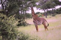 7 Day Ultimate Big Five Wildlife Adventure