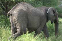 7 Day Ultimate Big Five Wildlife Adventure