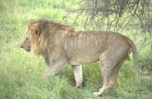 7 Day Ultimate Big Five Wildlife Adventure