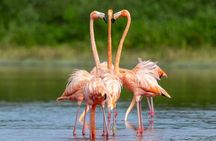 Pink Lagoon, Flamingos, Cenote, and Beach Escape from Merida