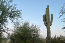 1.5hr Desert Botanical Garden Sunset Tour. Small Group. 6:30-8pm