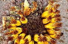 1.5hr Desert Botanical Garden Sunset Tour. Small Group. 6:30-8pm