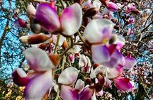 1.5hr Desert Botanical Garden Sunset Tour. Small Group. 6:30-8pm