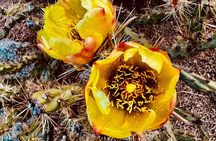 1.5hr Desert Botanical Garden Sunset Tour. Small Group. 6:30-8pm