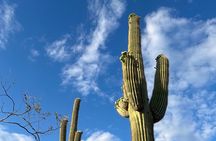 Fun Night Out! Desert Botanical Garden: Dinner & Walking Tour. 