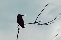 Fun Night Out! Desert Botanical Garden: Dinner & Walking Tour. 