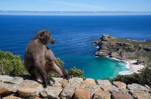 Table Mountain, Cape Point & Penguins Tour – All Fees Included