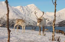 Tromsø Arctic Fjords Adventure Tour with Local Lunch