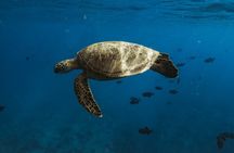 Turtle Canyon Snorkel Adventure in Waikiki
