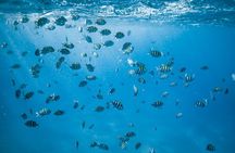 Turtle Canyon Snorkel Adventure in Waikiki