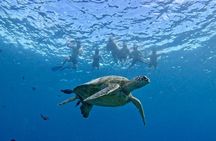 Turtle Canyon Snorkel Adventure in Waikiki