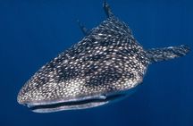 Snorkel with Giants at Ningaloo Reef