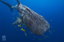 Snorkel with Giants at Ningaloo Reef